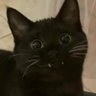 VinCenT's profile picture
