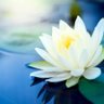 Profilbild von Lotus