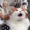 Devanoar's profile picture