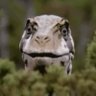 Profilbild von WackyDinosaur