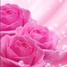 sibelleako 🌸🎡's profile picture