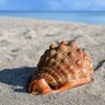 carlos perez 的头像