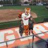 Profilbild von Softball Tigers 5