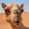 Profilbild von Don Kabubi