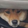 為言十田's profile picture