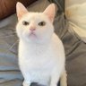 Profilbild von Psyche