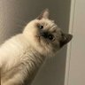 Animal profil fotoğrafı