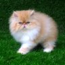 Kucing Oren 的头像