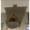 DpkkpD's profile picture