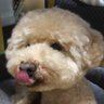 横浜のプリンちゃん2022 profil fotoğrafı
