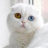 Profilbild von я не він