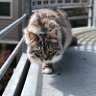 Profilbild von Cleo Fox