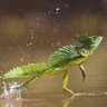 JesusLizard89 profil fotoğrafı