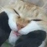 やっさいもっさい profil fotoğrafı