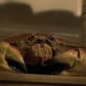 🦀 magic icelandic crab 🦀 profil fotoğrafı