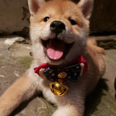 胖虎20220514's profile picture