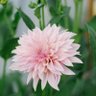 Фото профиля bravoqueen29