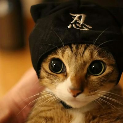絕望的小米子's profile picture