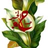 Фото профиля maha hamid