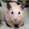 Profilbild von miko