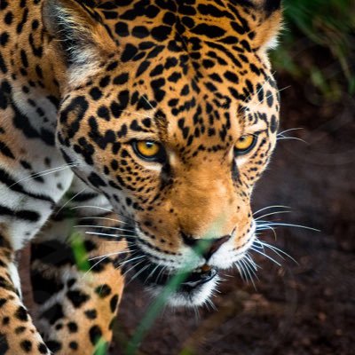 JaguarAnalytics's profile picture