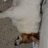 Фото профиля Archie The Dog