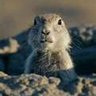 TexasGopher 的头像