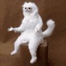 KungFu Nute profil fotoğrafı