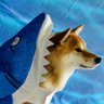 Sharkdoge 🇹🇷's profile picture