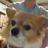 メンチかつお's profile picture