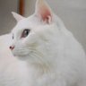 もも🐾's profile picture