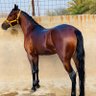 فقير يرجوا رحمة الغني profil fotoğrafı