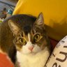 Kaz054 profil fotoğrafı