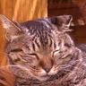 Фото профиля 黒猫APLO