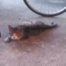 Фото профиля ma.s🐈💛🦈🚗💉🎀🍭🍳🐳🐸🦋🐰🍤🧀🌰🔯🐱