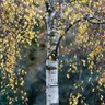 Little birch tree 🐍 profil fotoğrafı