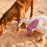 الفارس profil fotoğrafı