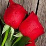 Profilbild von Or enj