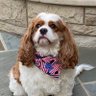 Peter Alexander Watts's profile picture