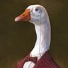 Just Having A Gander 🇬🇧 profil fotoğrafı