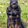 SquirrelCrumches's profile picture