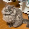 あおき's profile picture