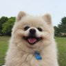 でかポメの親分 的头像