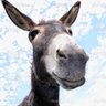 Šarmantni magarac's profile picture