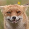 Фото профиля Norman Fox