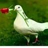 عبود السعيدي's profile picture
