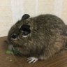 ビスチュウタ🍰 的头像