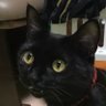 Фото профиля ふじふじい