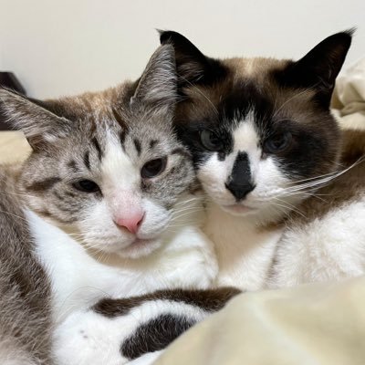 musubi_tsumugi's profile picture