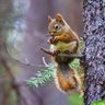 Greysquirrel's profile picture
